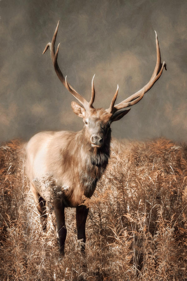 Animal Photograph - The Elk Master by Lori Deiter