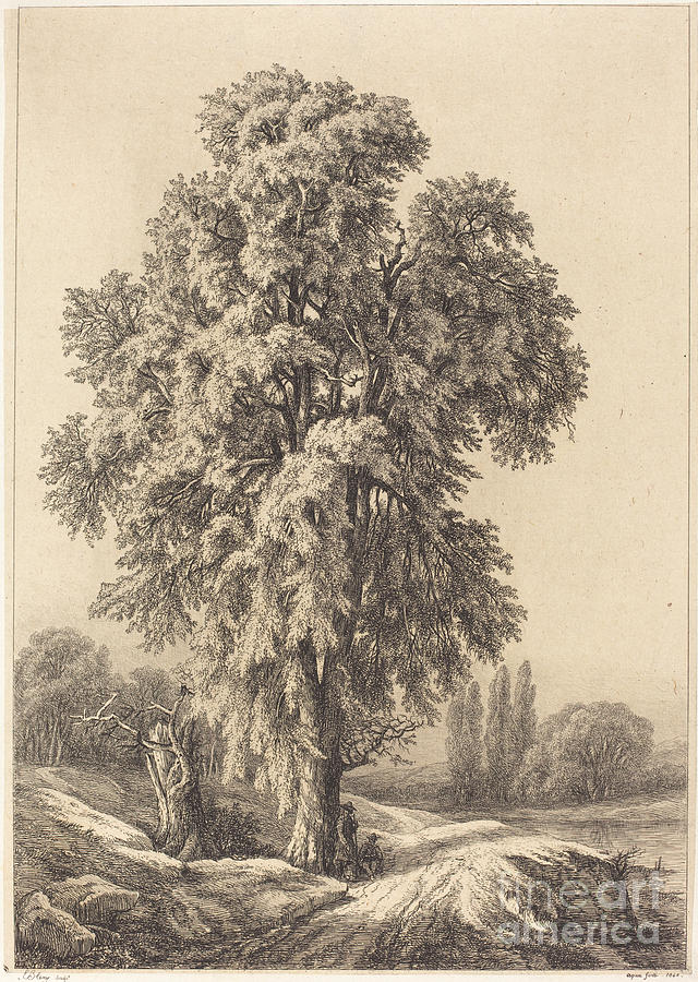 The Elm Tree Drawing by Eug?ne Bl?ry Fine Art America