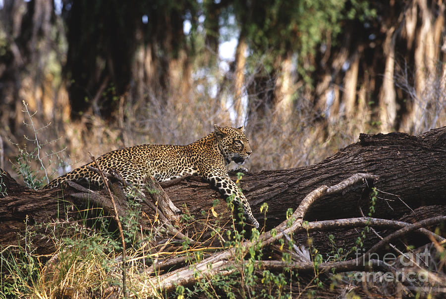 The Elusive Leopard Photograph by Sandra Bronstein