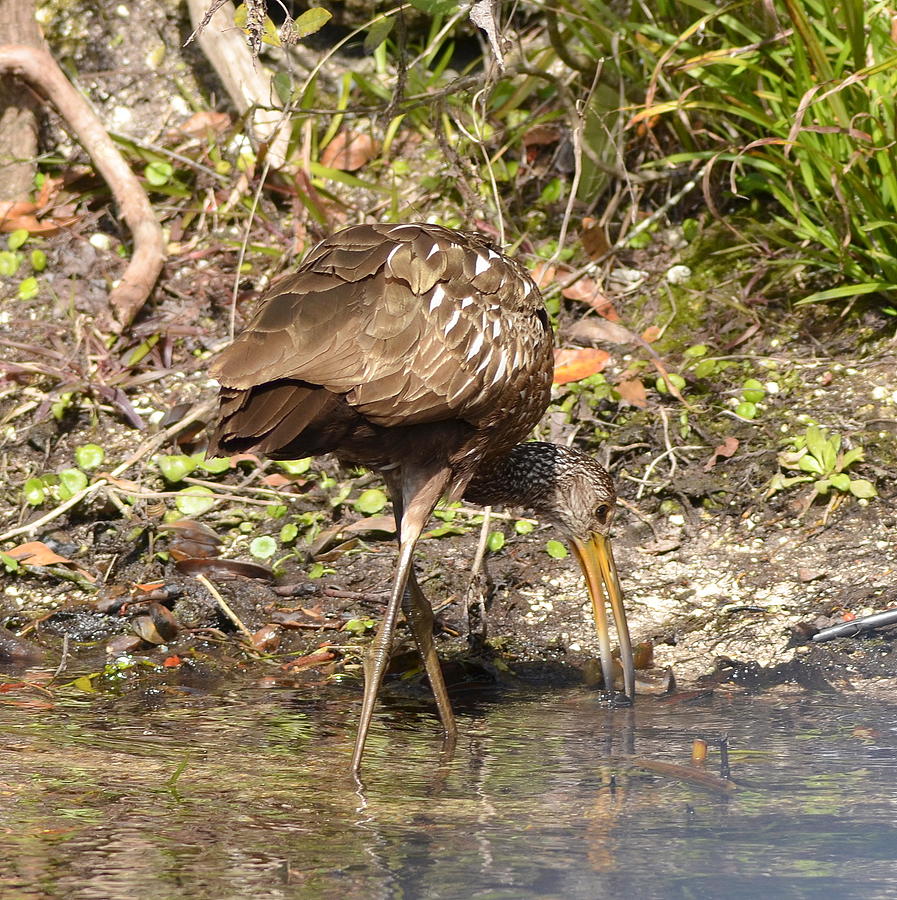 The Elusive Limpkin Foraging for Apple Snails Photograph by Carla Parris