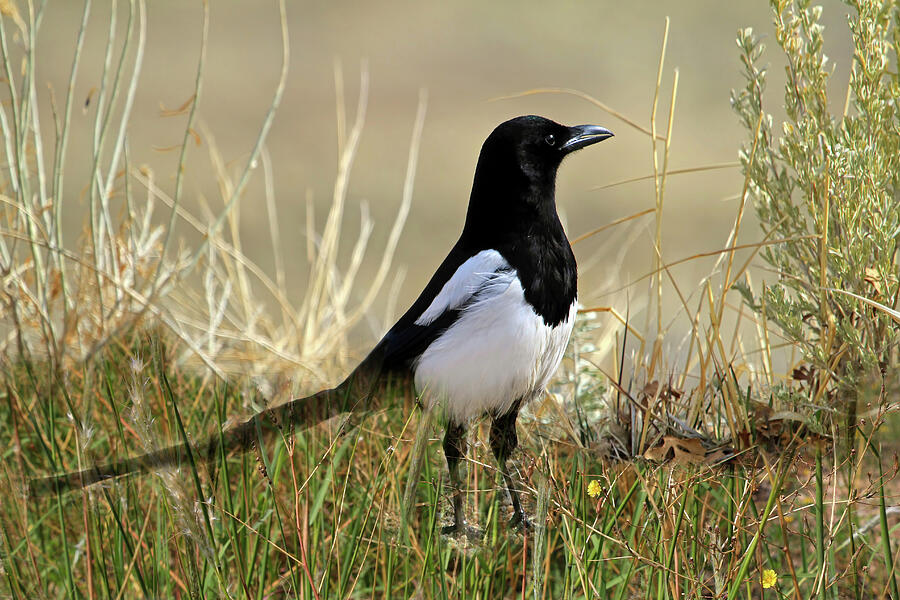 The Elusive Magpie Photograph by Donna Kennedy