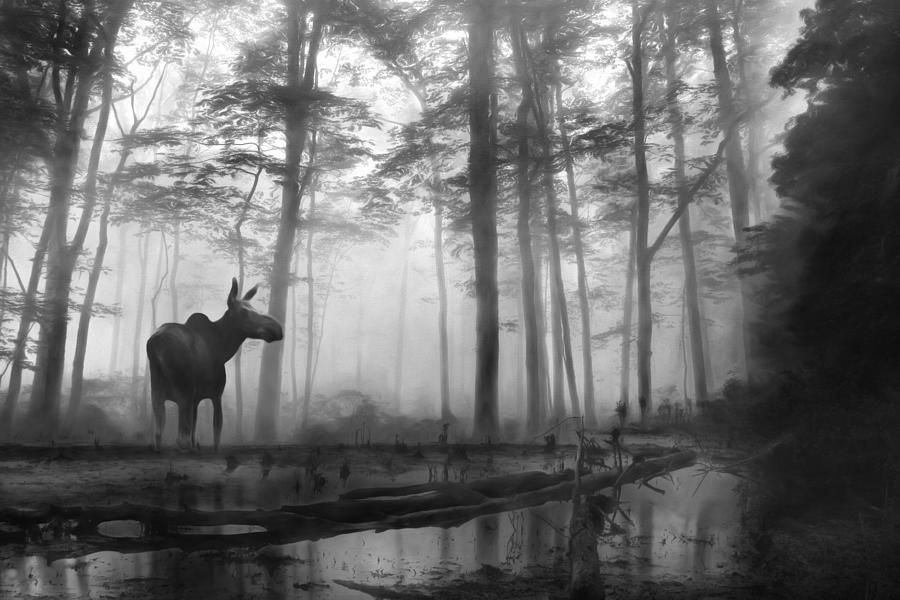 The Elusive Moose Photograph by Lori Deiter