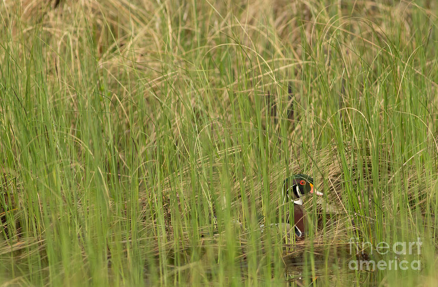 The Elusive Wood Duck Photograph by Natural Focal Point Photography