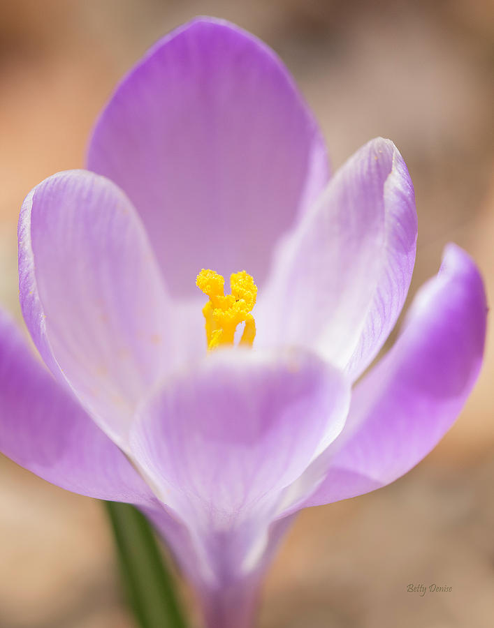 Spring Photograph - The Embrace - Spring Crocus Flower by Betty Denise