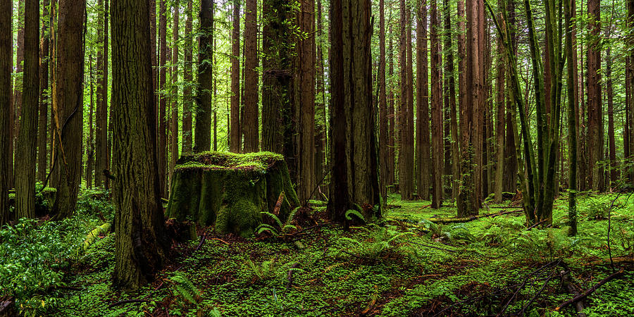 The Emerald Forest.  Redwood National Park, California Photograph by TL Mair