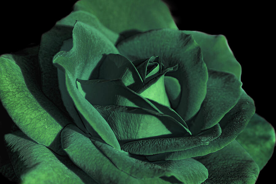 Abstract Photograph - The Emerald Green Rose Flower by Jennie Marie Schell
