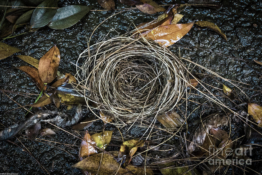 The Empty Nest Photograph by Mitch Shindelbower