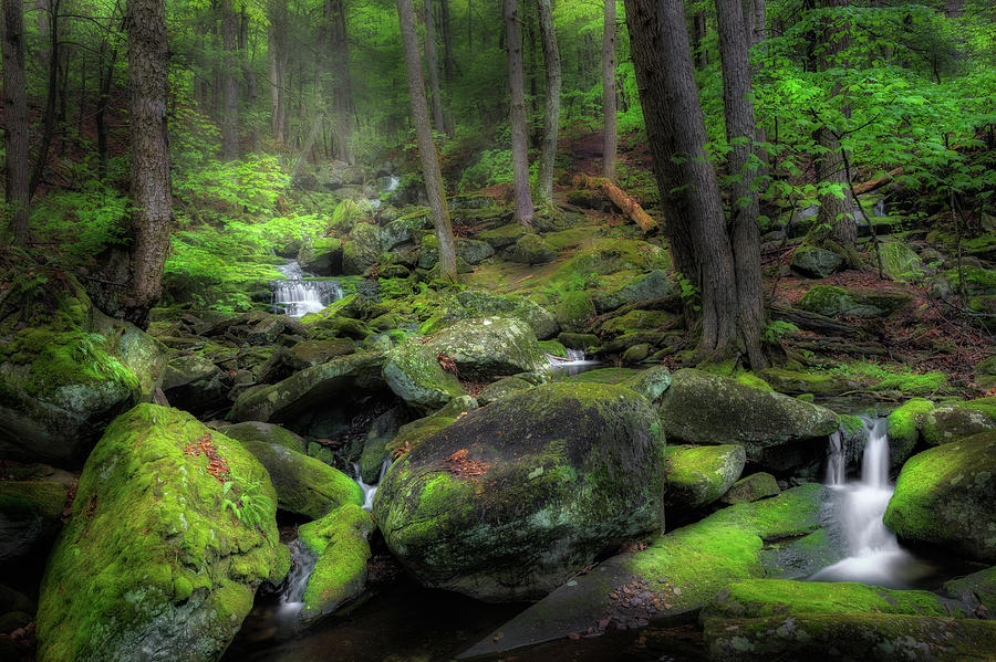 The Enchanted Forest Photograph by Bill Wakeley