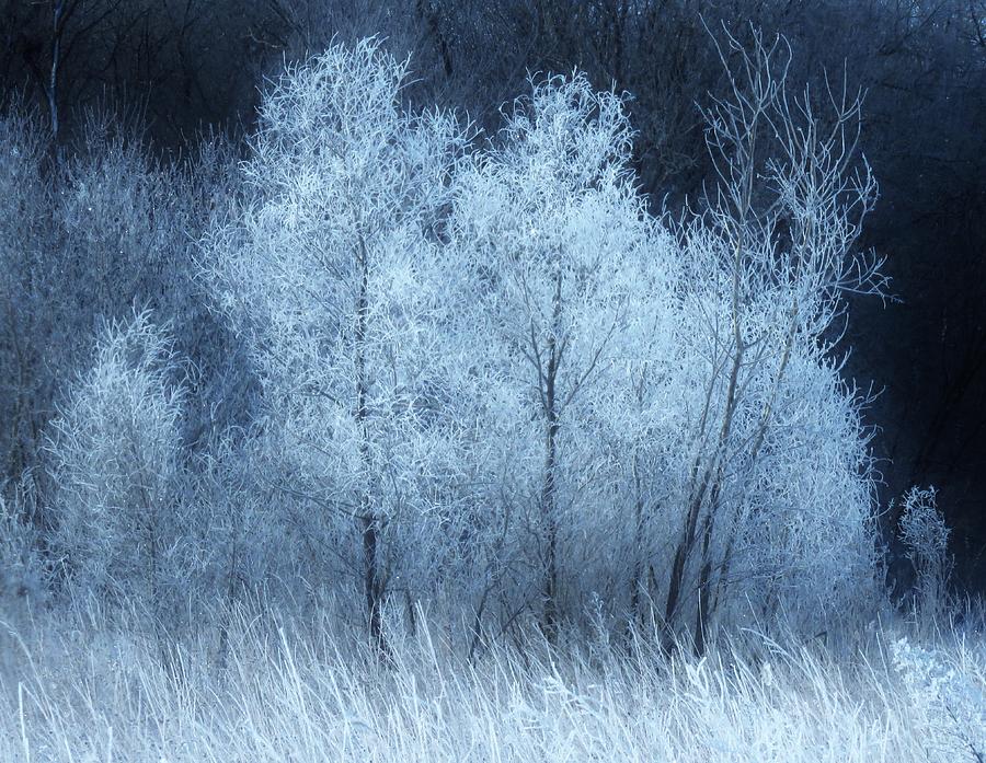 Tree Photograph - The Enchanted Forest by Lori Frisch