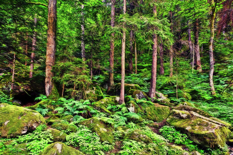 Landscape Photograph - The Enchanted Forest by Marcia Colelli
