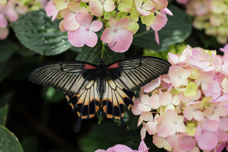 The Enchantment of Butterflies - a Gorgeous Swallowtail Complementing the Hydrangeas Photograph by Georgia Mizuleva