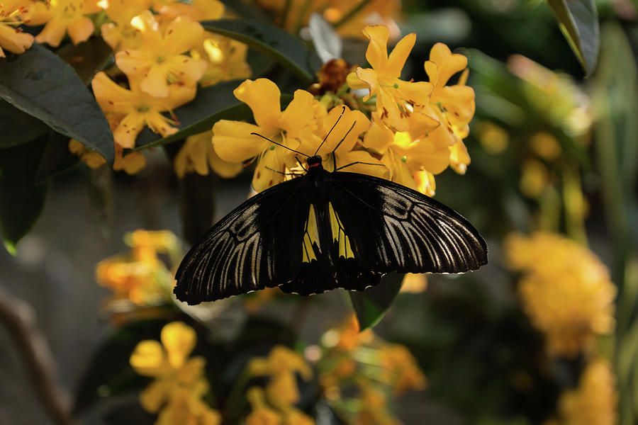 The Enchantment of Butterflies - Yellow Black and Silver Beauty Photograph by Georgia Mizuleva