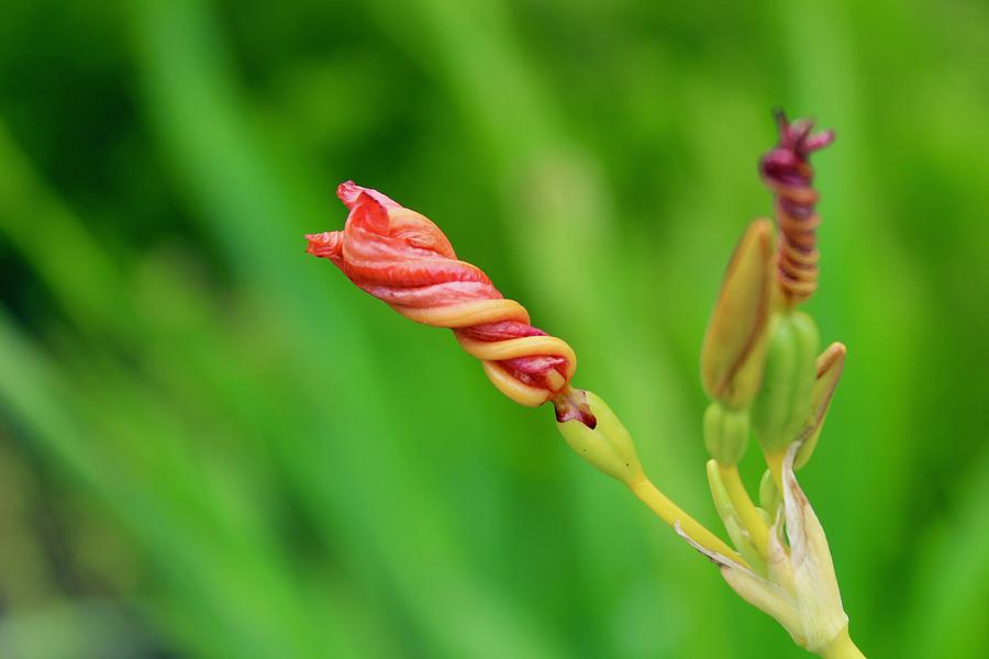 The End of the Blackberry Lily Bloom Photograph by M E