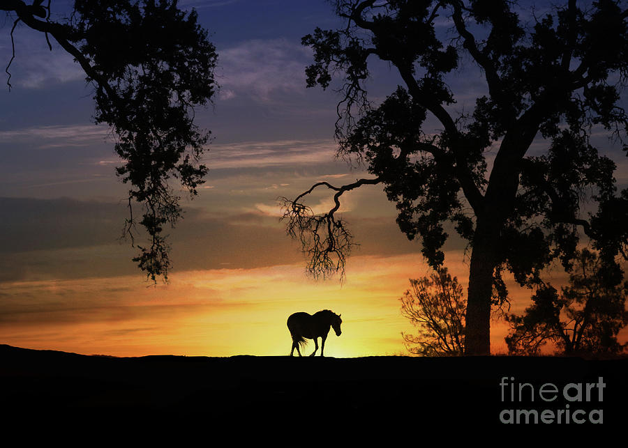 The End Of The Day Horse And Oak Tree Silhouette Sunset Photograph By Stephanie Laird