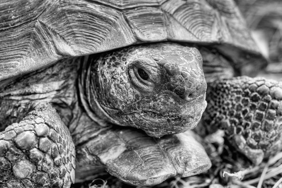 The Endangered Gopher Tortoise Photograph by JC Findley