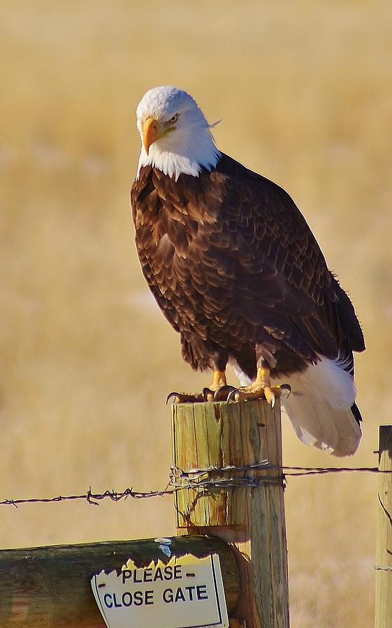 Eagle Photograph - The Enforcer by George Bannister