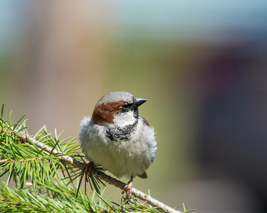 The English Sparrow Photograph