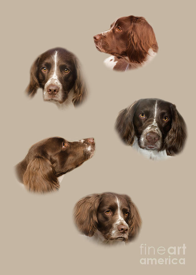 Dog Photograph - The English Springer Spaniel by Linsey Williams