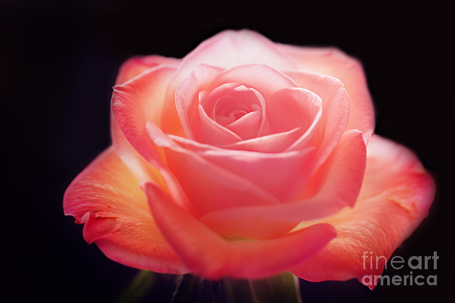 The Enlightened Rose... Photograph