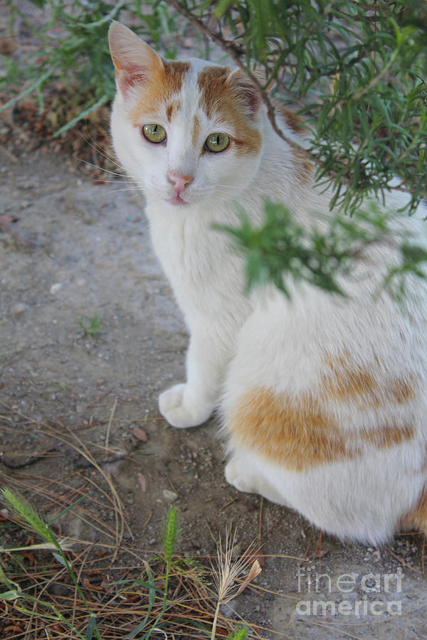 The Ephesus Cat #3 Photograph by Donna L Munro