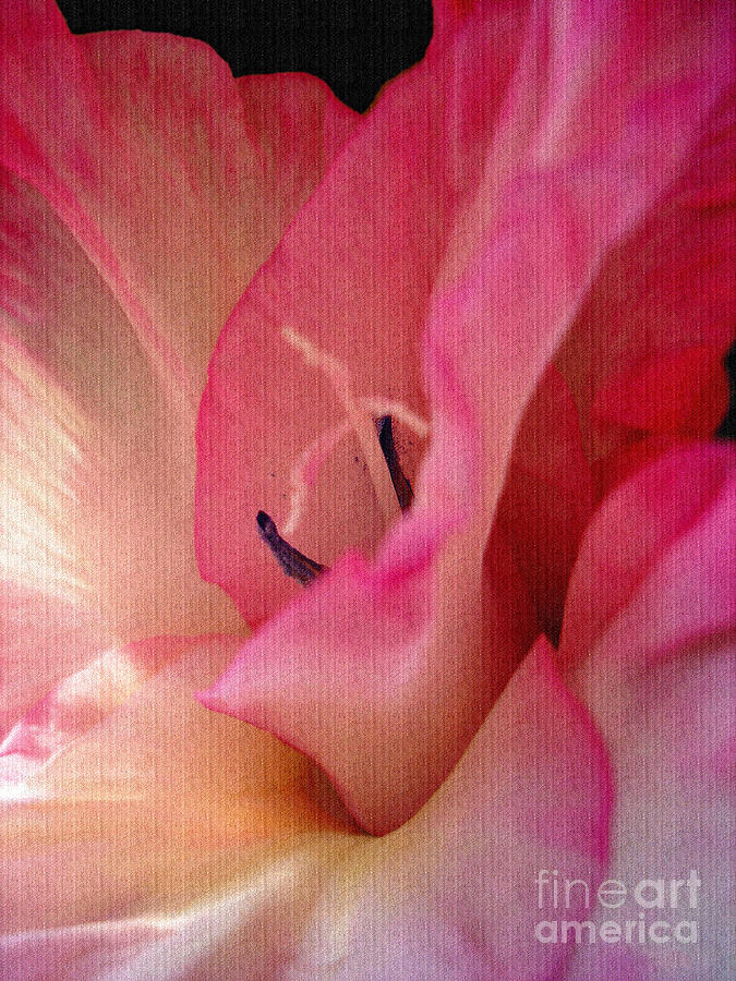 The Essence of a Gladiola Photograph by Sue Melvin
