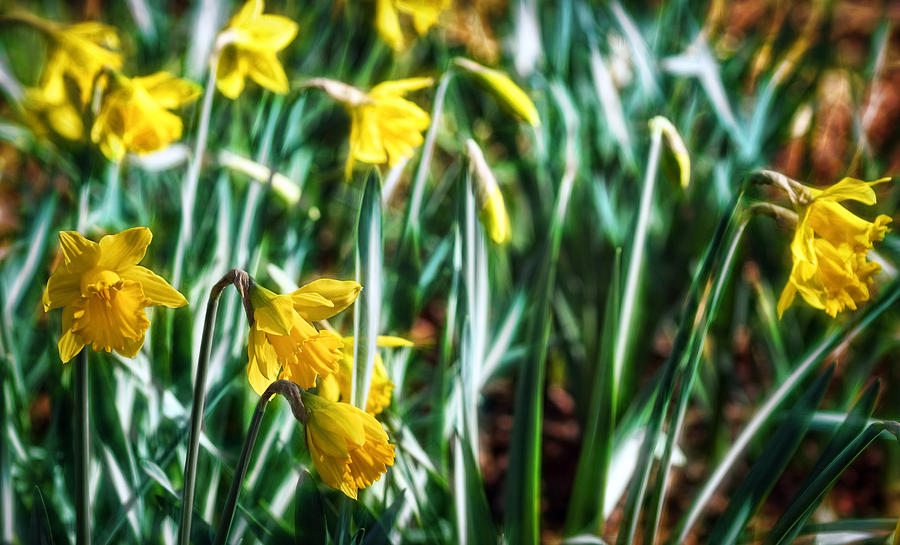 The Ethereal Garden Photograph by Cameron Wood