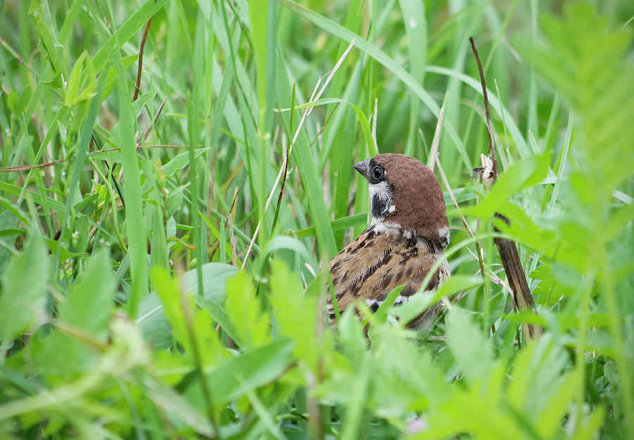 Eurasian Photograph - The Eurasian tree sparrow by Konstantin Bibikov Eurasian Photograph - The Eurasian tree sparrow by Konstantin Bibikov
