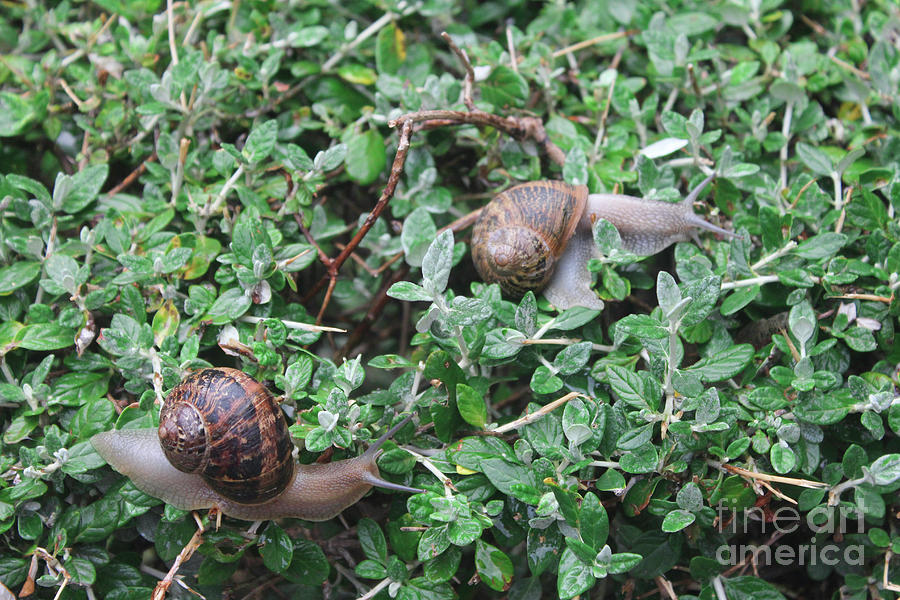 The European Tree Snail Photograph by Donna L Munro