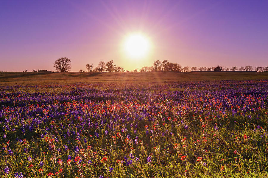 The Evening Sun Over A Wildflower Field Photograph by Ellie Teramoto ...