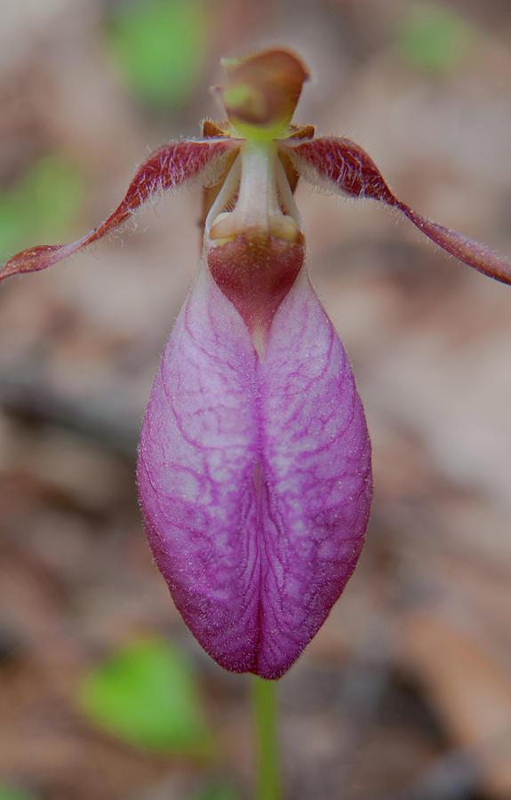 The Ever So Rare Ladyslipper Photograph by Brenda Jacobs