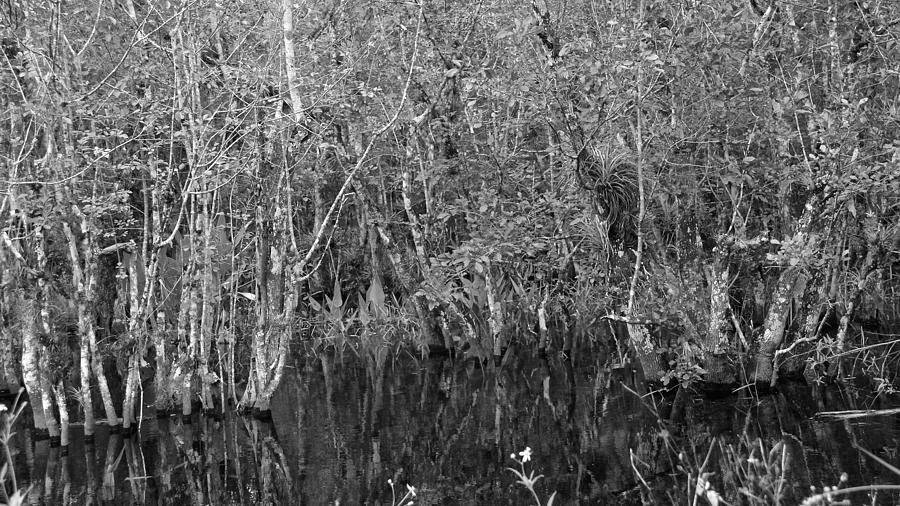 The Everglades Black and White Photograph by Carol  Bradley