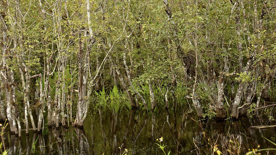 The Everglades Photograph by Carol  Bradley