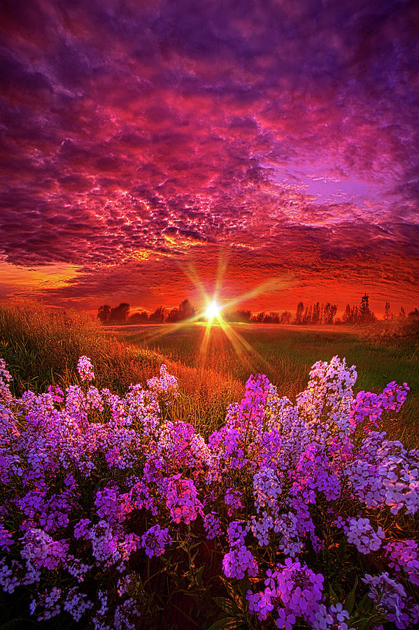 Sunset Photograph - The Everlasting by Phil Koch