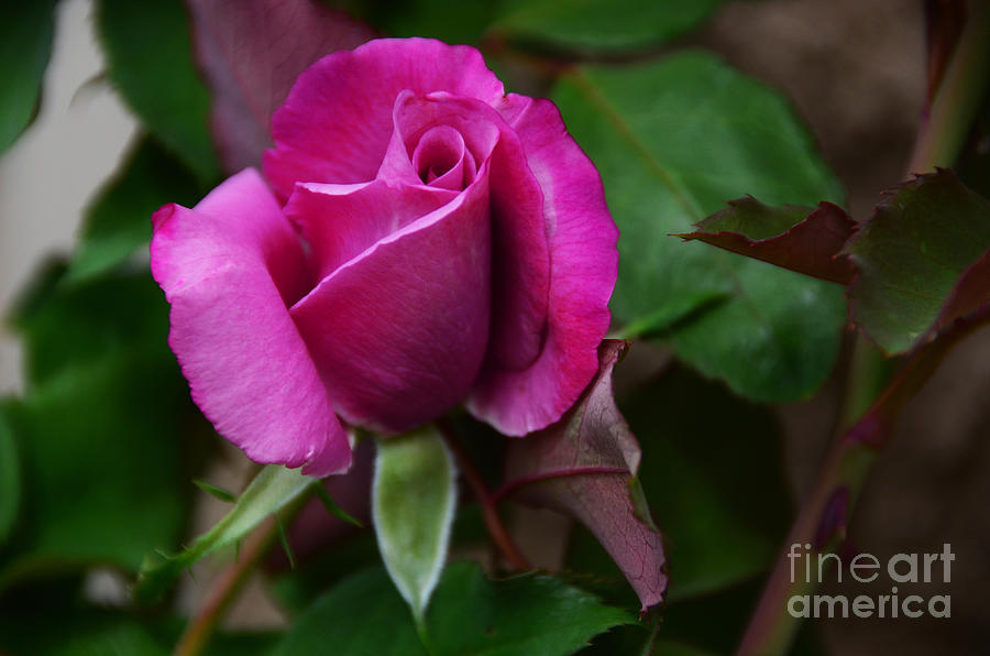 Experience of a Rose Photograph by Debby Pueschel