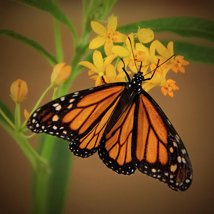 The Exquisite Monarch Butterfly Photograph by Mitch Spence