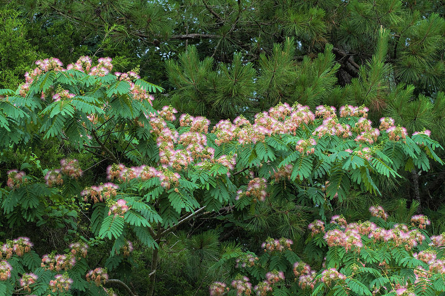 The Exquisite Silk Tree Mimosa   Photograph by Kathy Clark