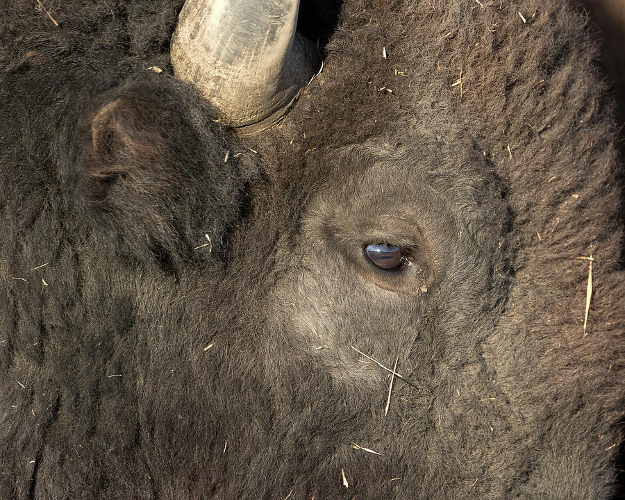 The Eye of a Bison Photograph by Ronnie And Frances Howard
