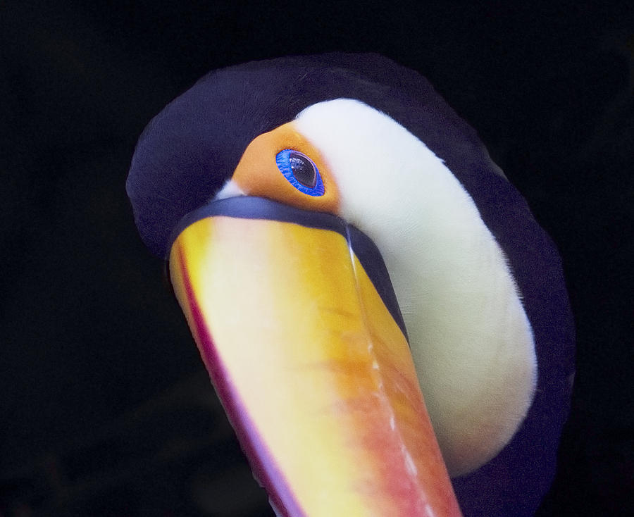 The eye of a toucan Photograph by Elvira Butler