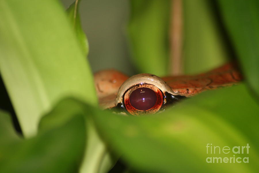 Snake Photograph - The eye of the Boa by April Holgate