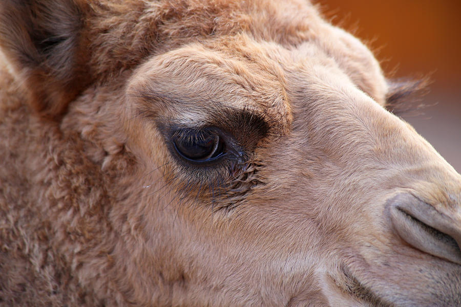 The Eye of the Camel Photograph by David Stasiak