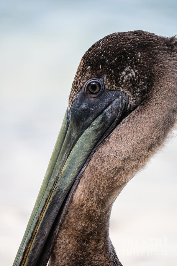 The Eye of the Pelican Photograph by Thomas Marchessault