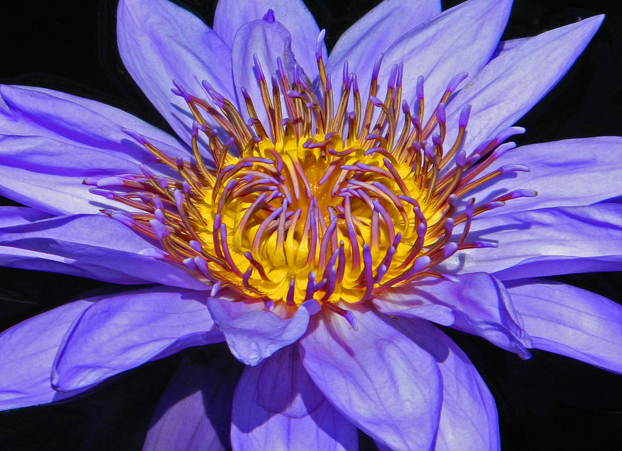 Flower Photograph - The Eye Of The Water Lily by Emmy Marie Vickers