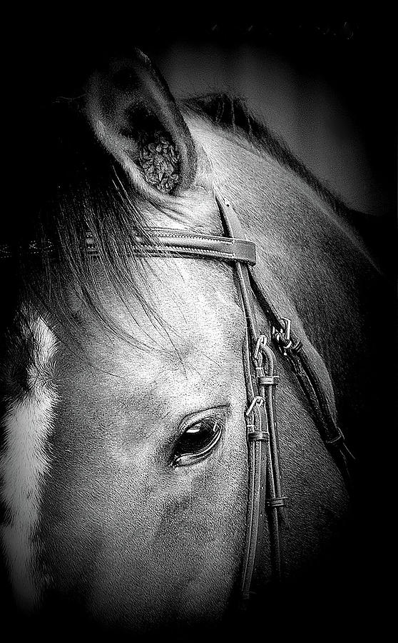 Horse Photograph - The Eye Of Wisdom by Barbara Dudley
