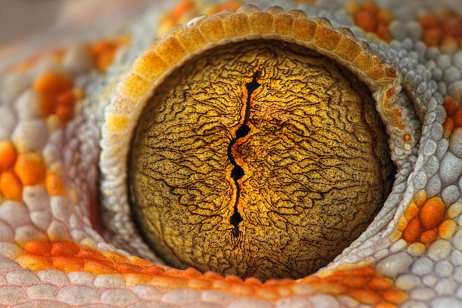 Dragon Photograph - The Eye by Shikhei Goh