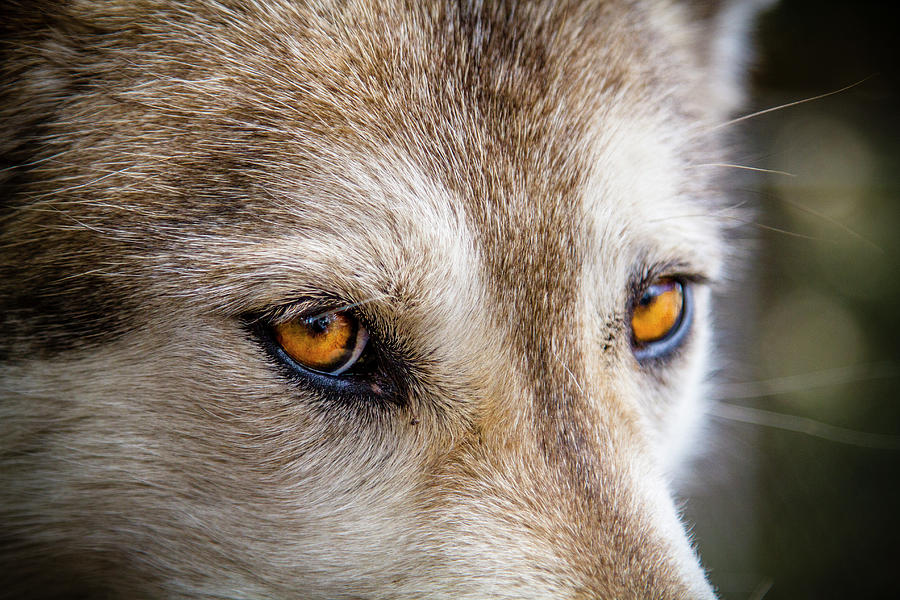 The Eyes of a Great Grey Wolf Photograph by Teri Virbickis
