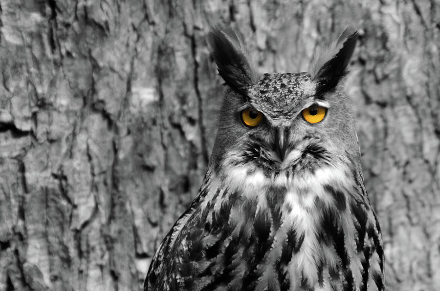 The eyes of an Owl Photograph by Wolfgang Stocker