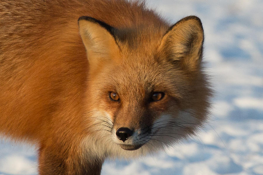 The Eyes of the Hunter Photograph by Mike Guhl - Fine Art America