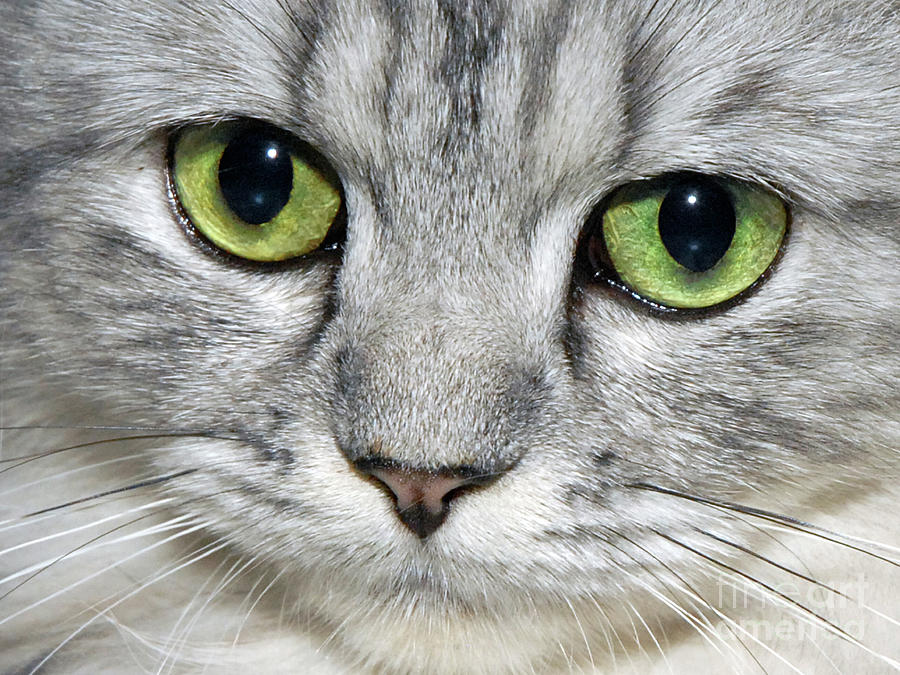 Cat Photograph - The Face by  Graham Taylor