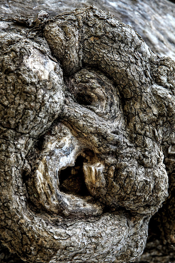 The Face in the Old Tree Digital Art by John Haldane