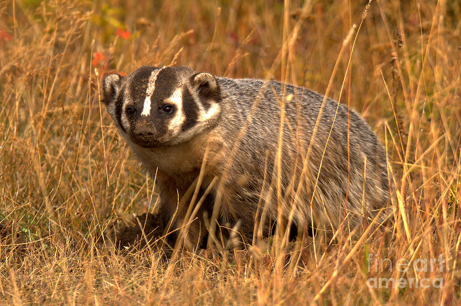 The Face Of A Badger Photograph by Adam Jewell
